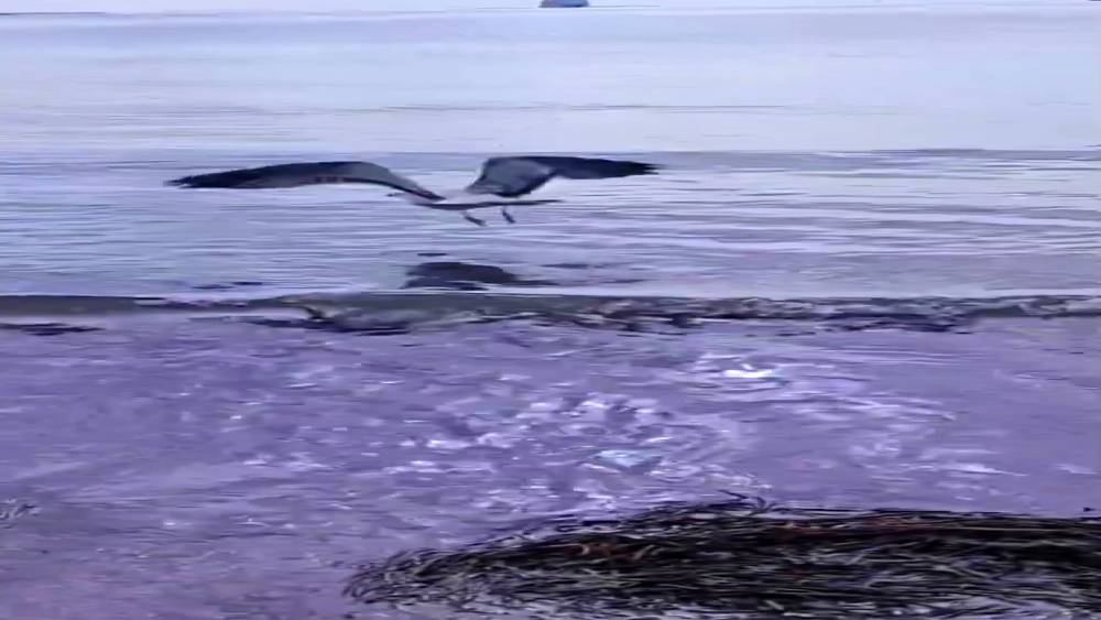 Ayağına dolanan sahte oltayla yaralanan martı tedavisinin ardından doğal ortamında
