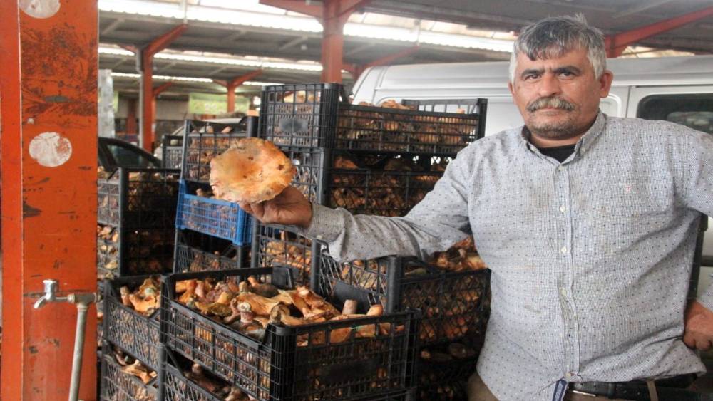 Bayramiç’te kanlıca mantarı köylünün gelir kapısı oldu
