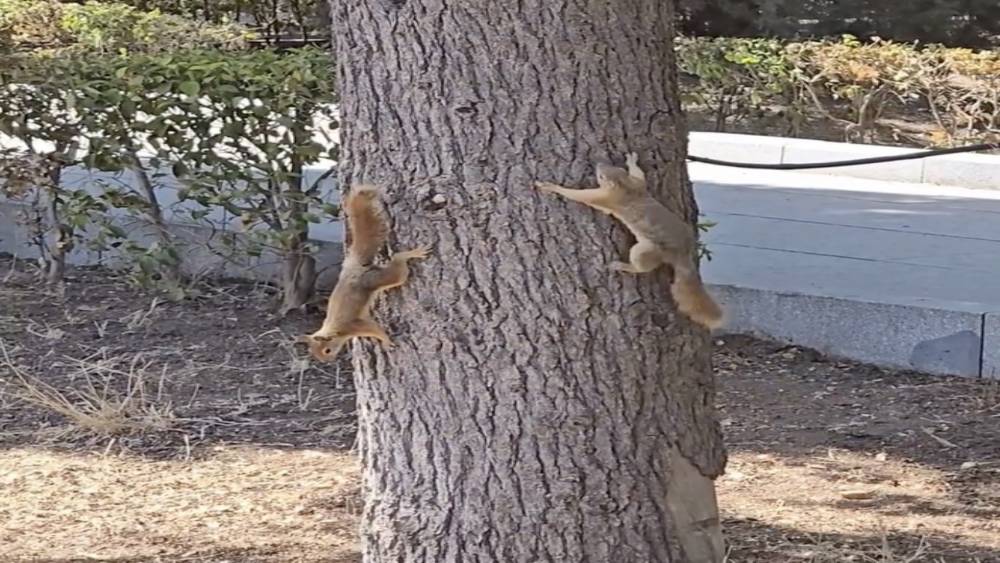 Çanakkale’de milli parkta yaşayan sincaplar isimlerini Troya’nın efsanelerinden aldı
