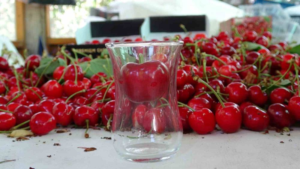 &Ccedil;anakkale&rsquo;de &ccedil;ay bardağına sığmayan Lapseki kirazında hasat başladı
