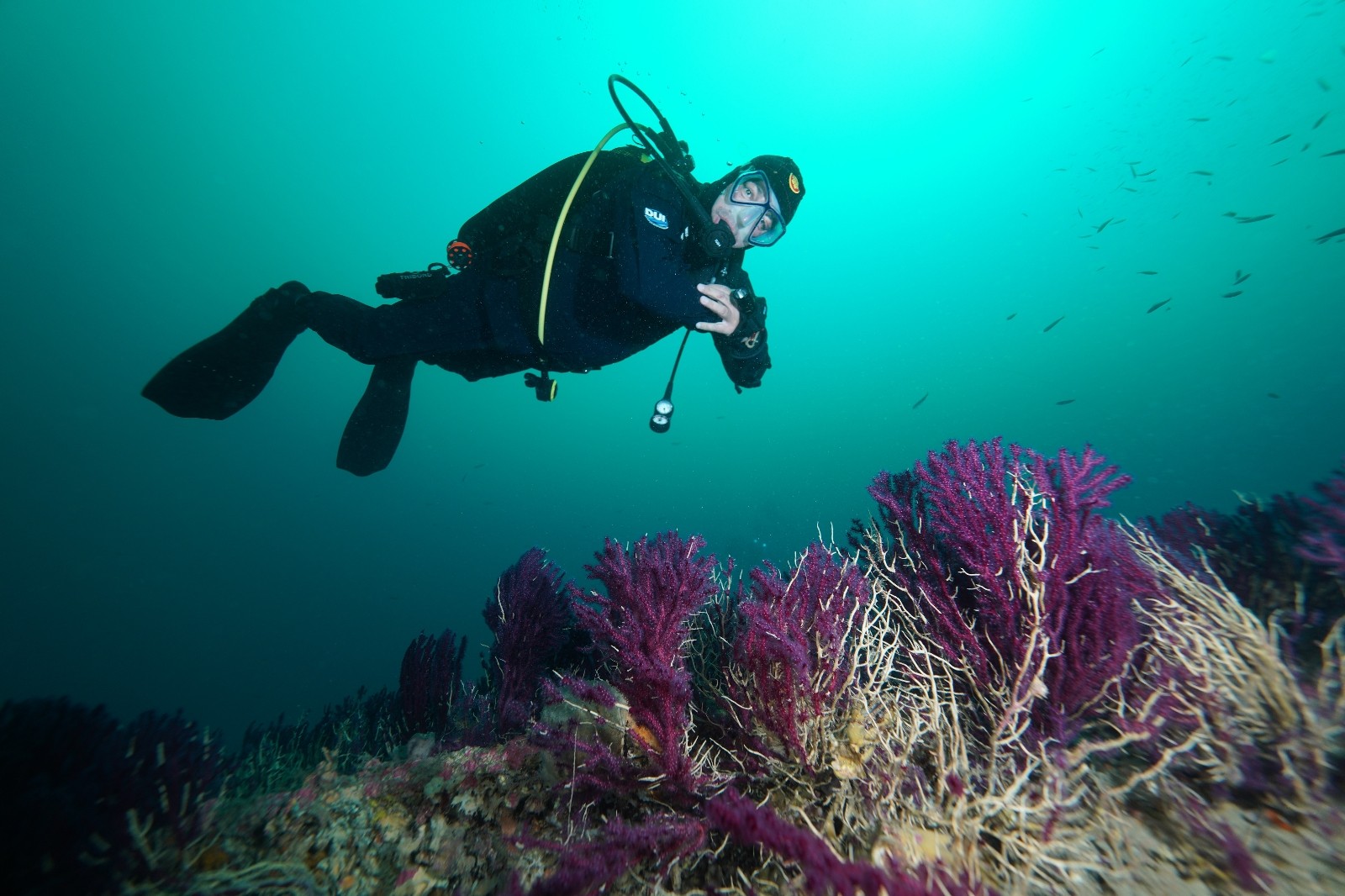 Nesli tükenmekte olan kırmızı mercanlar, Çanakkale Boğazı’ndaki batık gemilerde hayat buluyor
