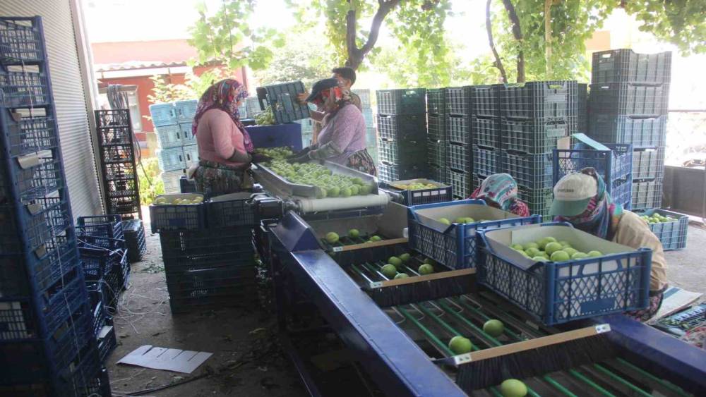 Coğrafi işarete sahip &rsquo;Bayrami&ccedil; beyazı&rsquo;nda bu yıl 10 bin ton &uuml;r&uuml;n bekleniyor
