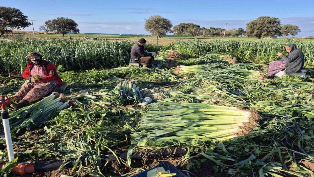 &Ccedil;anakkale&rsquo;de kışlık sebzelerde hastalık, zararlı ve yabancı ot s&uuml;rveyleri ger&ccedil;ekleştirildi

