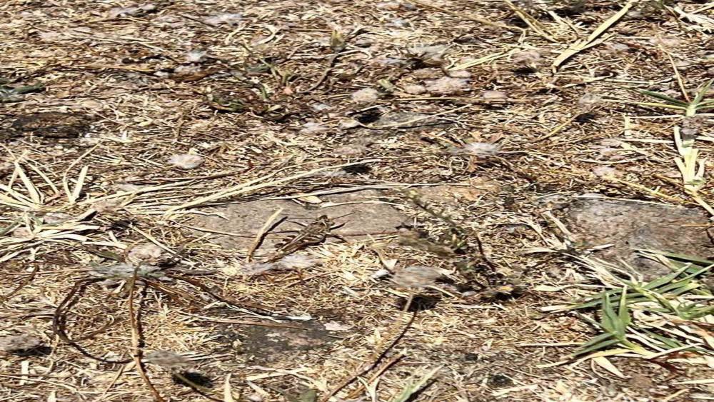 &Ccedil;anakkale&rsquo;de &ccedil;ekirge ile m&uuml;cadele başlatıldı
