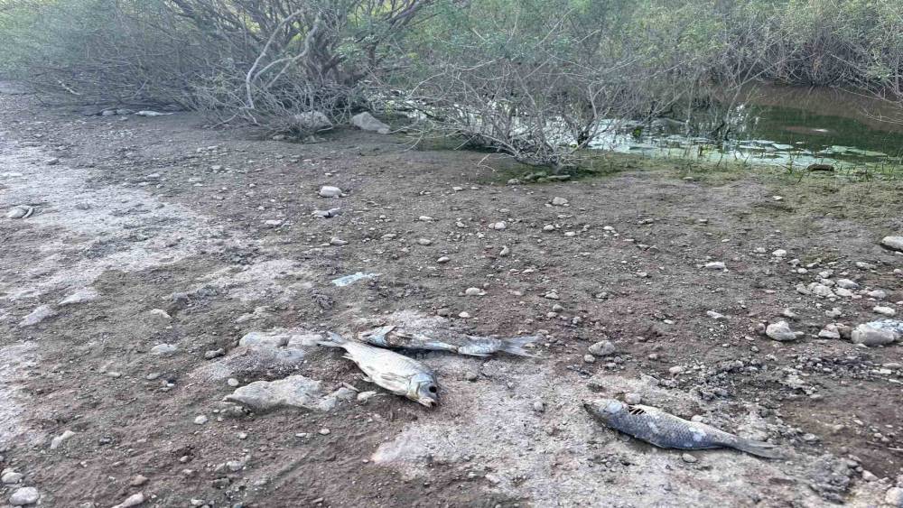 Ayvacık Barajı&rsquo;nda toplu balık &ouml;l&uuml;mleri
