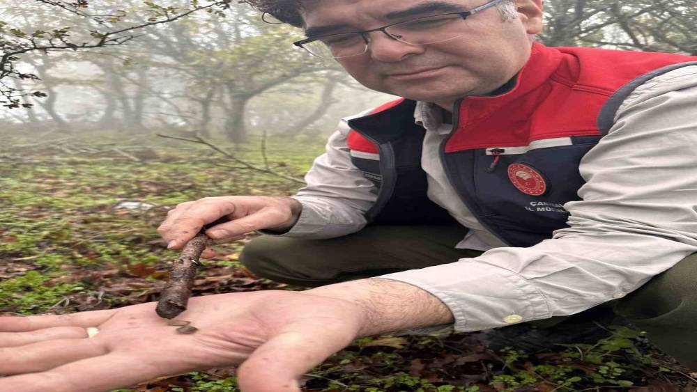 Çanakkale’de hububat zararlısı süneye geçit yok
