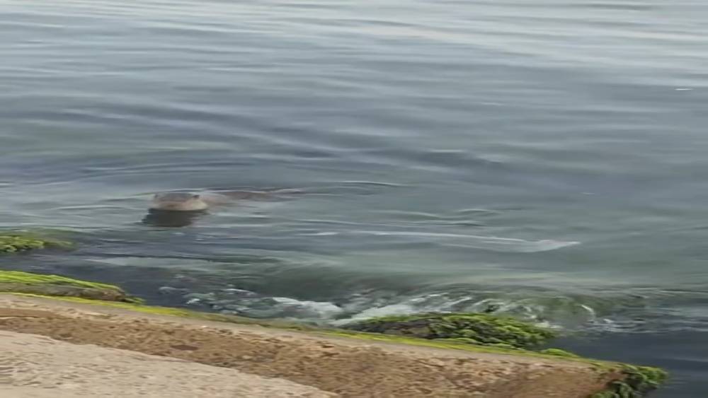 Tekirdağ’da nadir görülen su samuru, balık yerken görüntülendi

