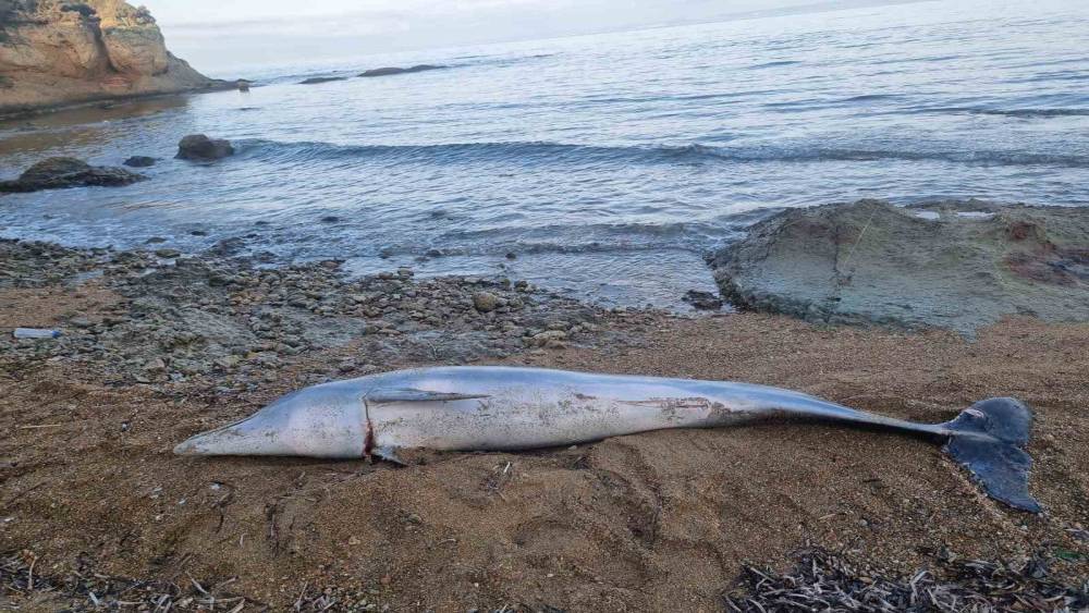 Çanakkale’de ölü yunus balığı sahile vurdu
