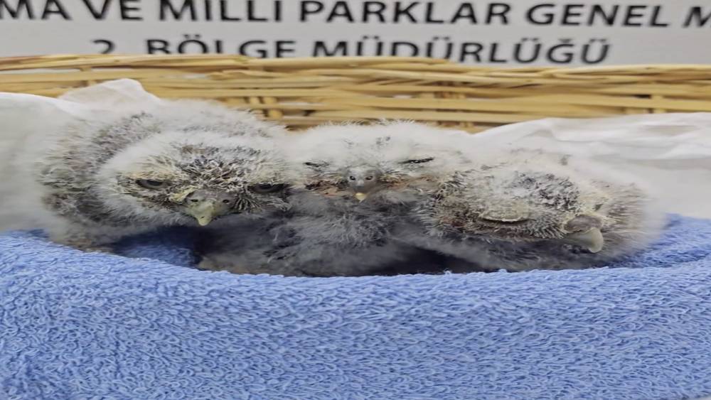 Çanakkale’de yuvalarını kaybeden yavru kukumavlar koruma altına alındı
