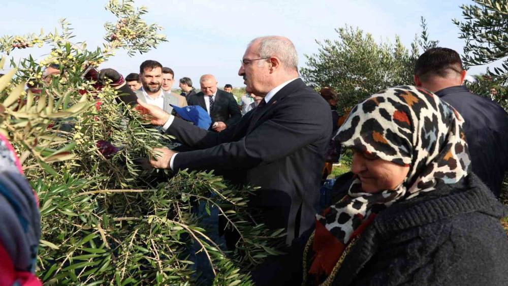 Çanakkale’de protokol ile zeytin hasadı
