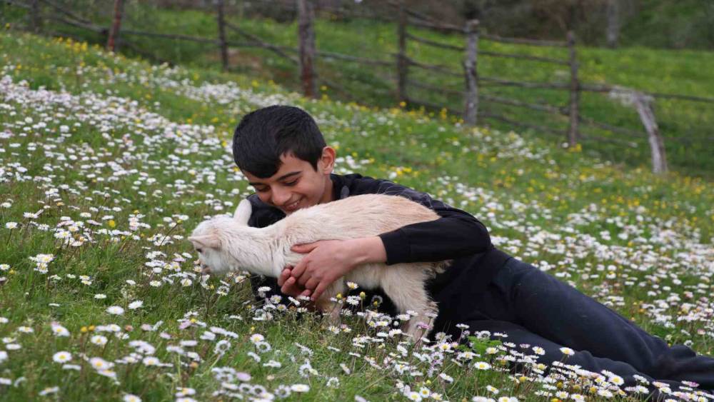 Minik &ccedil;obanlar Lapseki&rsquo;de kıyasıya yarışacak
