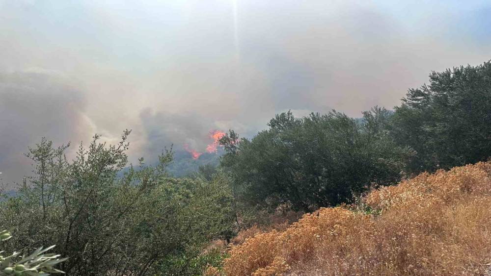Ayvacık&rsquo;ta arazi yangını ormana sı&ccedil;radı
