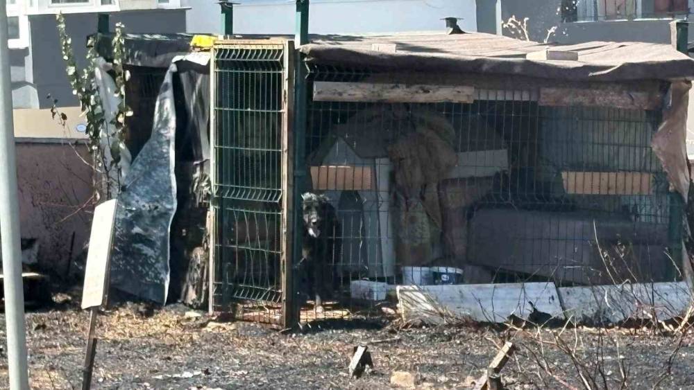 &Ccedil;anakkale&rsquo;de yol kenarında &ccedil;ıkan yangında k&ouml;pek mahsur kaldı