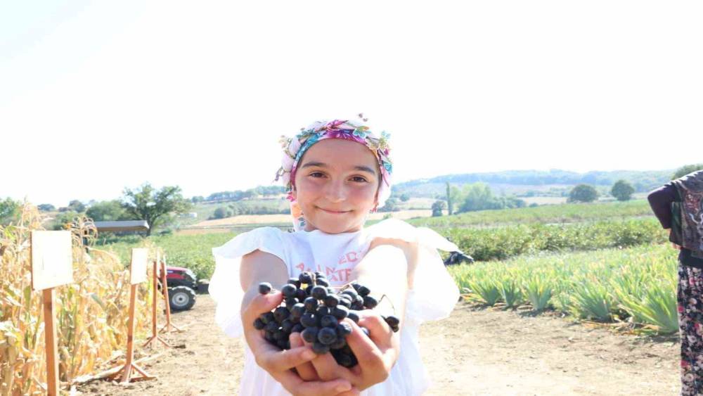 Aronya yetiştiriciliğinde Türkiye 3’üncüsü olan Çanakkale’de ilk hasat gerçekleştirildi
