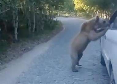 Araç sürücüsü, ayı saldırısından kıl payı kurtuldu