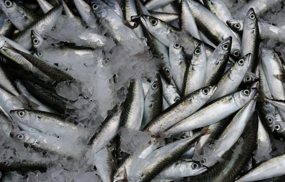 Bu balık daha ne yapsın?Yaşlanmayı önlüyor, saç - cilt bakımı yapıyor!