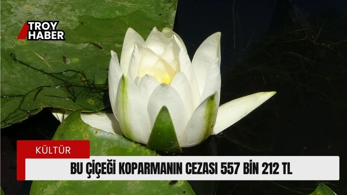 Bu çiçeği koparmanın cezası 557 bin 212 TL