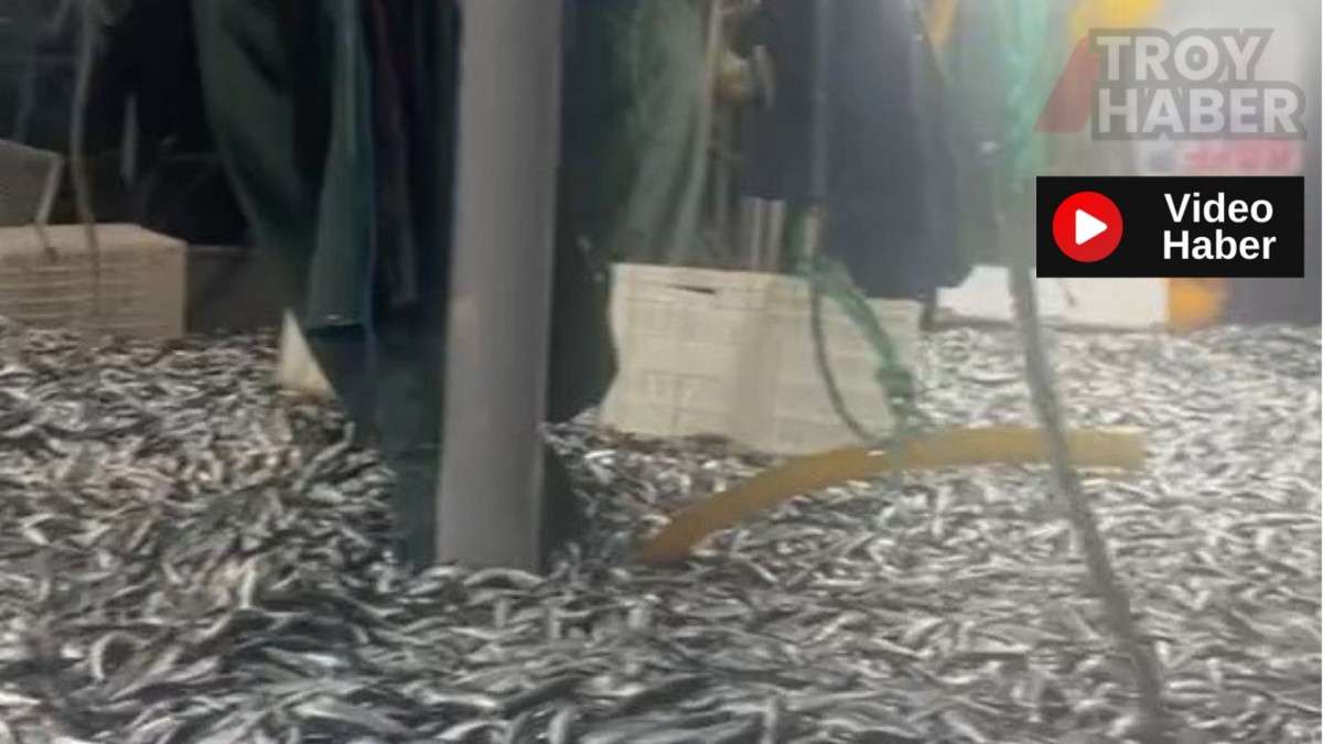 Çanakkale Boğazı'nda 17 ton sardalye yakalandı