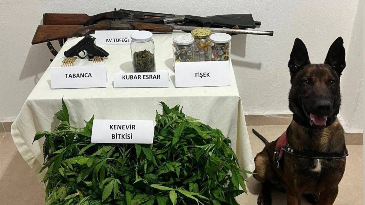 Çanakkale'de arazide 77 kök kenevir ele geçirildi: 1 tutuklama