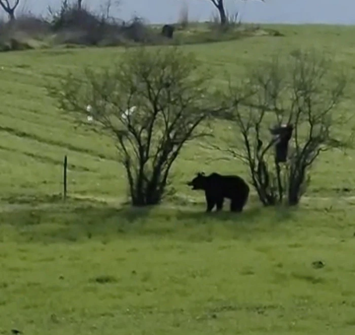 Çanakkale’de köy yoluna inen ayı cep telefonu kamerasına yansıdı