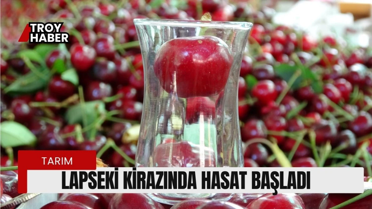 Çay bardağına sığmayan Lapseki kirazında hasat başladı