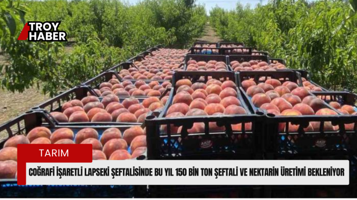 Coğrafi işaretli Lapseki şeftalisinde bu yıl 150 bin ton şeftali ve nektarin üretimi bekleniyor