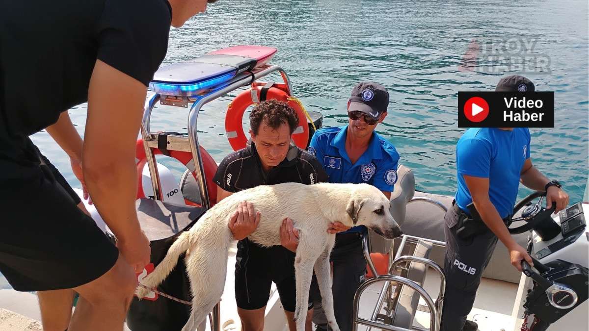 Deniz polisinden yürekleri ısıtan sokak köpeği kurtarma görevi