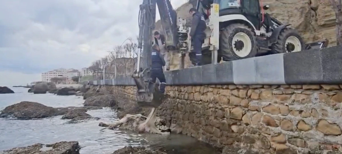  Gelibolu&rsquo;da &ouml;l&uuml; inek sahile vurdu