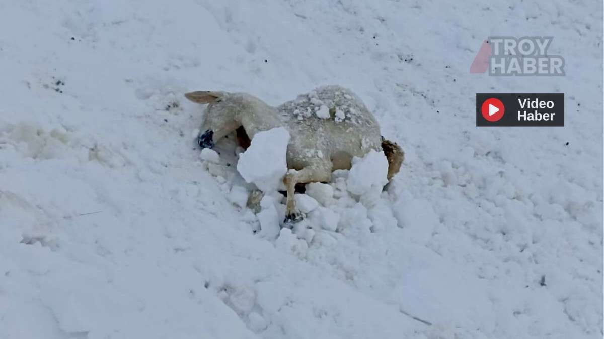 Malatya'da yaklaşık 100 küçükbaş donarak hayvan telef oldu
