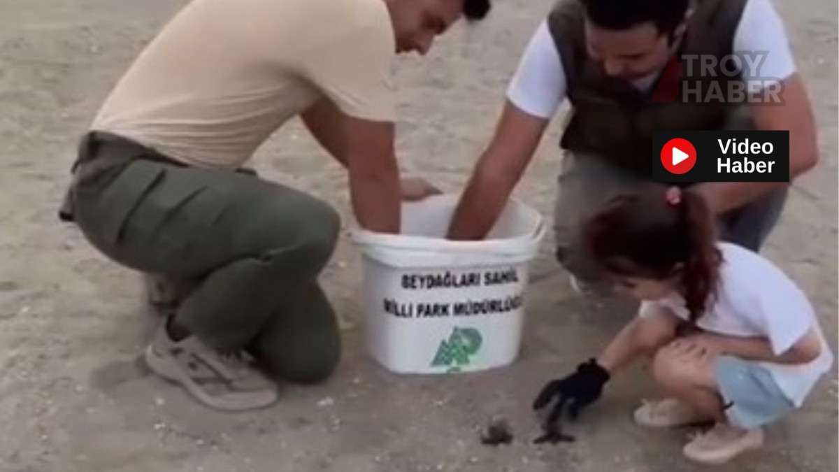 Sahilde mahsur kalan 23 caretta caretta yavrusu denize ulaştırıldı