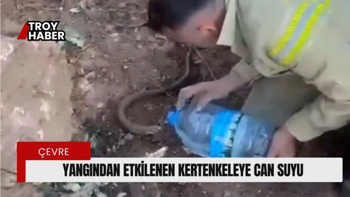 Yangından etkilenen oluklu kertenkelenin yardımına orman işçileri yetişti